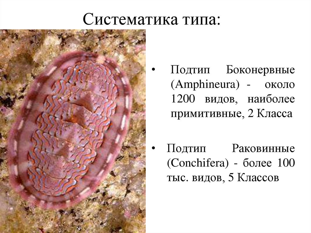 Систематика типа:
