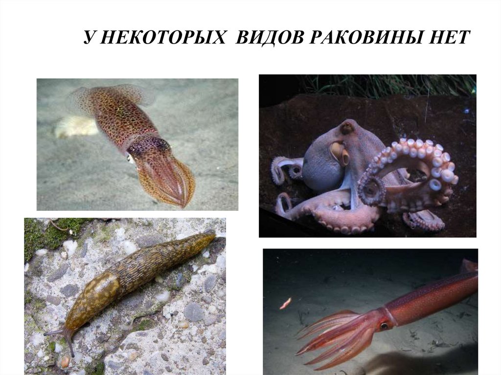 У НЕКОТОРЫХ ВИДОВ РАКОВИНЫ НЕТ