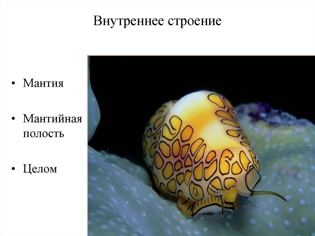 Внутреннее строение