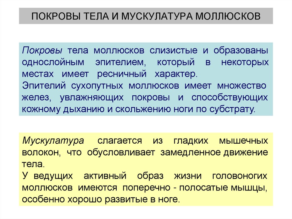 ПОКРОВЫ ТЕЛА И МУСКУЛАТУРА МОЛЛЮСКОВ
