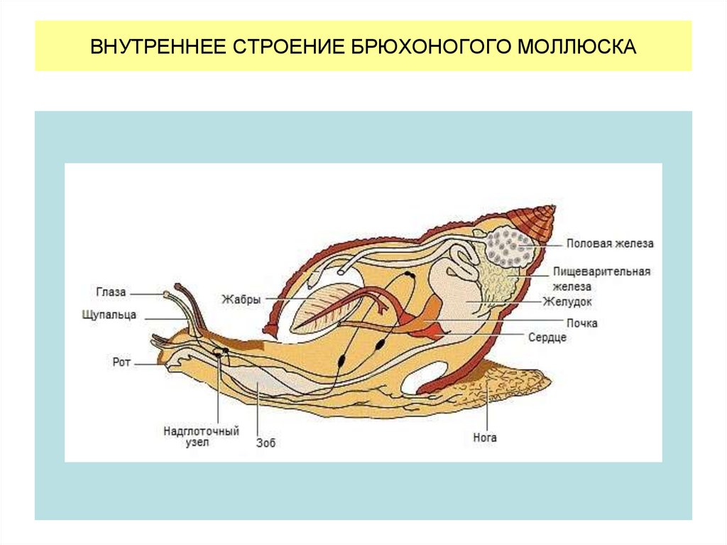 ВНУТРЕННЕЕ СТРОЕНИЕ БРЮХОНОГОГО МОЛЛЮСКА