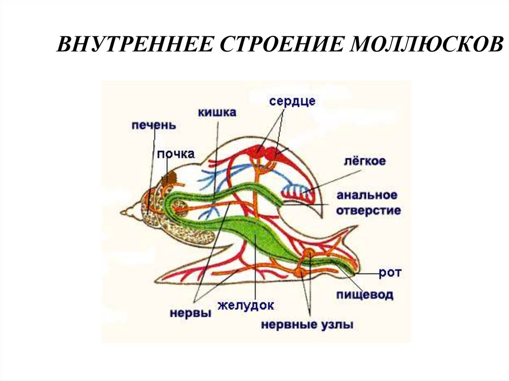 ВНУТРЕННЕЕ СТРОЕНИЕ МОЛЛЮСКОВ