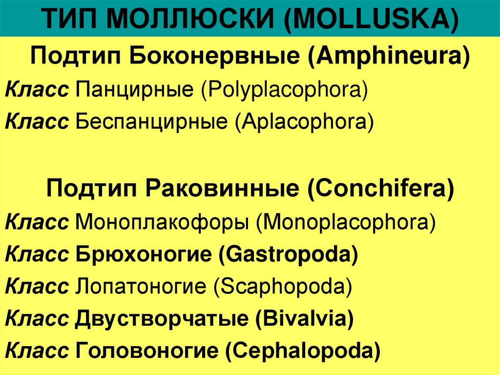 ТИП МОЛЛЮСКИ (MOLLUSKA)