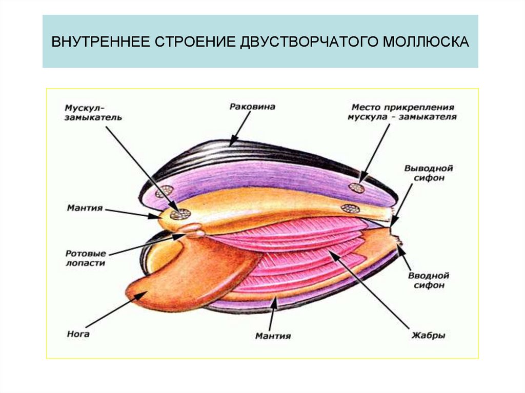ВНУТРЕННЕЕ СТРОЕНИЕ ДВУСТВОРЧАТОГО МОЛЛЮСКА