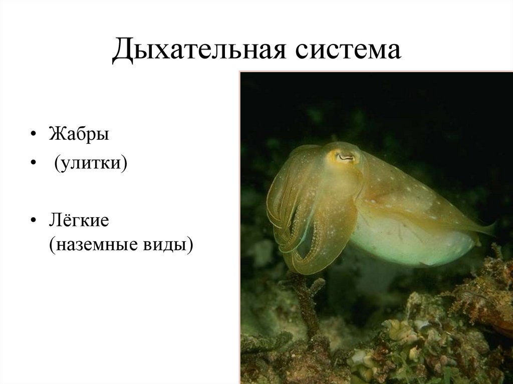 Дыхательная система