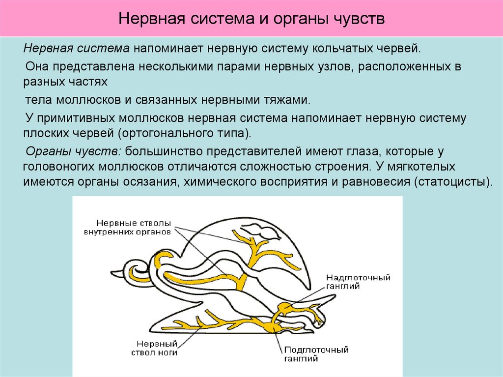 Нервная система и органы чувств