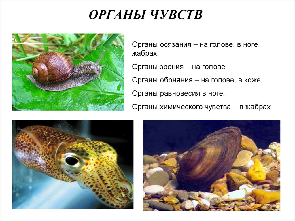 ОРГАНЫ ЧУВСТВ