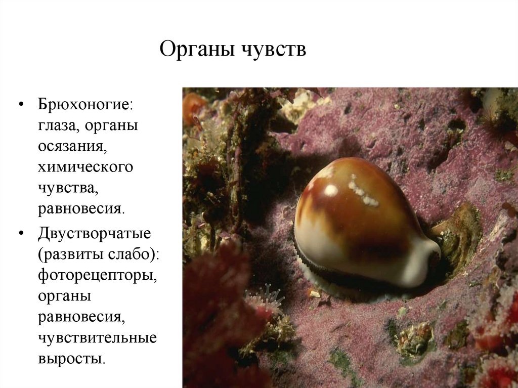 Органы чувств