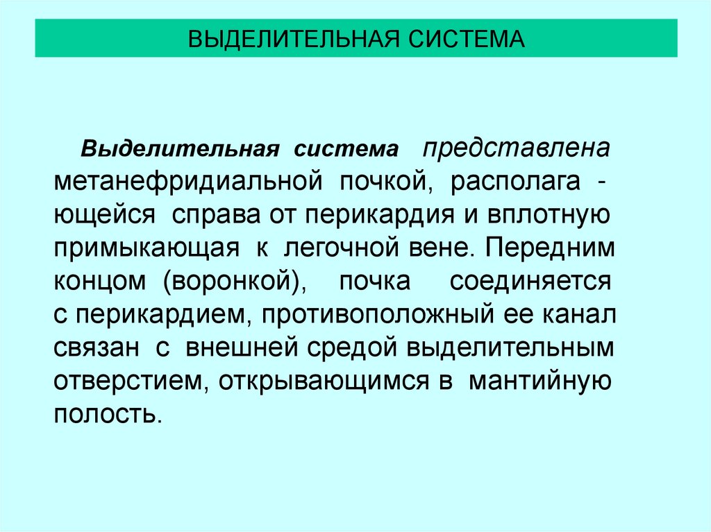 ВЫДЕЛИТЕЛЬНАЯ СИСТЕМА