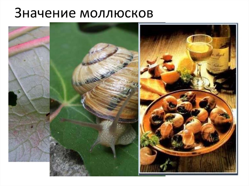 Значение моллюсков