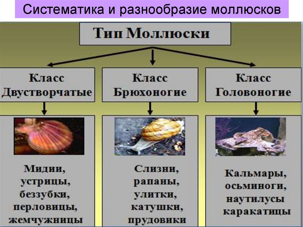 Систематика и разнообразие моллюсков