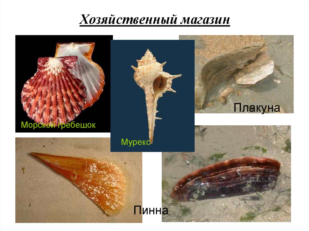 Хозяйственный магазин