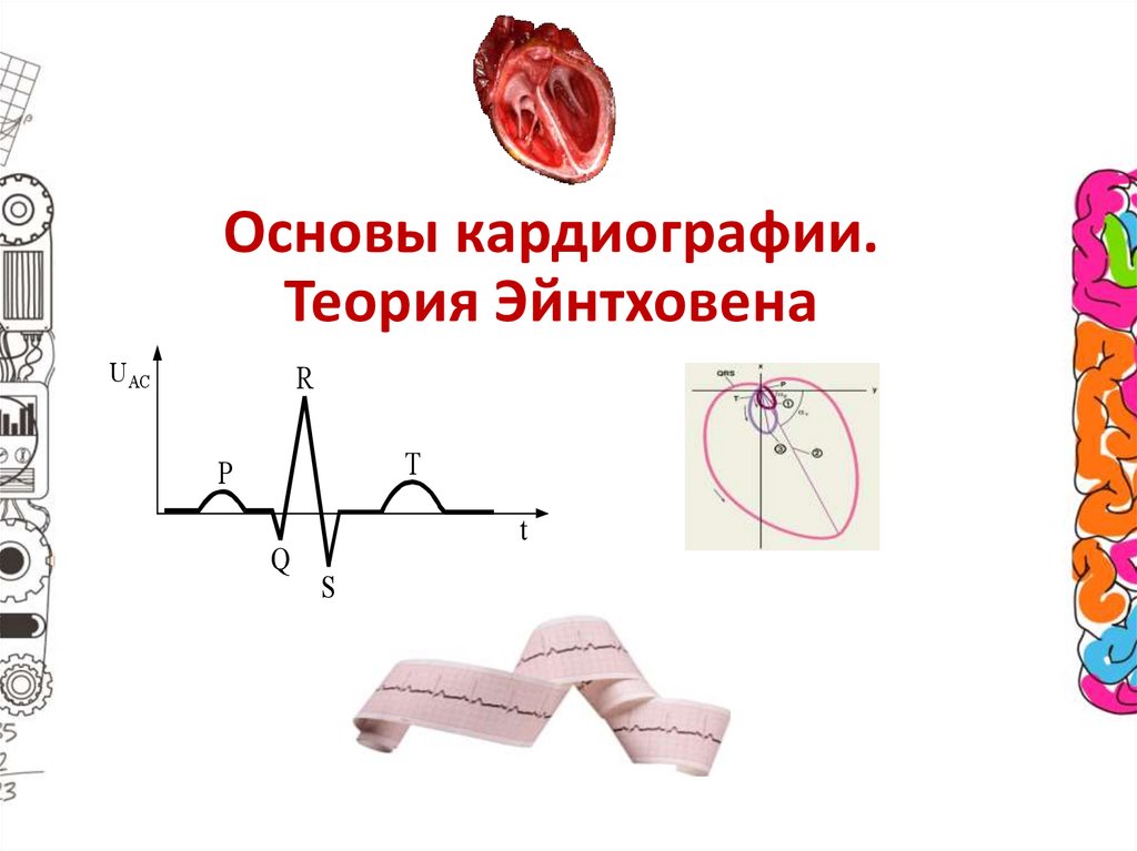 Основы кардиографии. Теория Эйнтховена