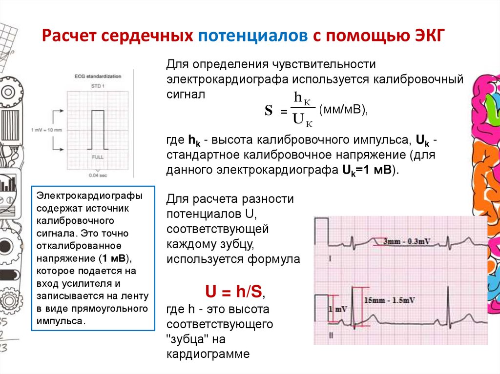 Расчет сердечных потенциалов с помощью ЭКГ
