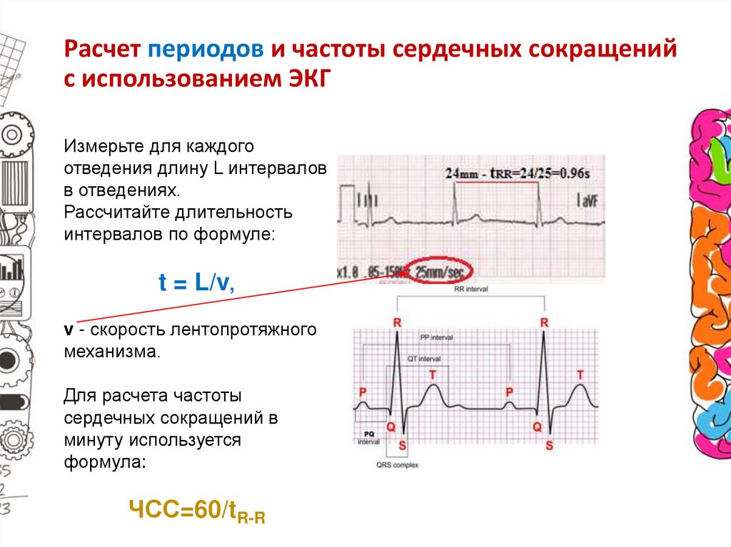 Расчет периодов и частоты сердечных сокращений с использованием ЭКГ