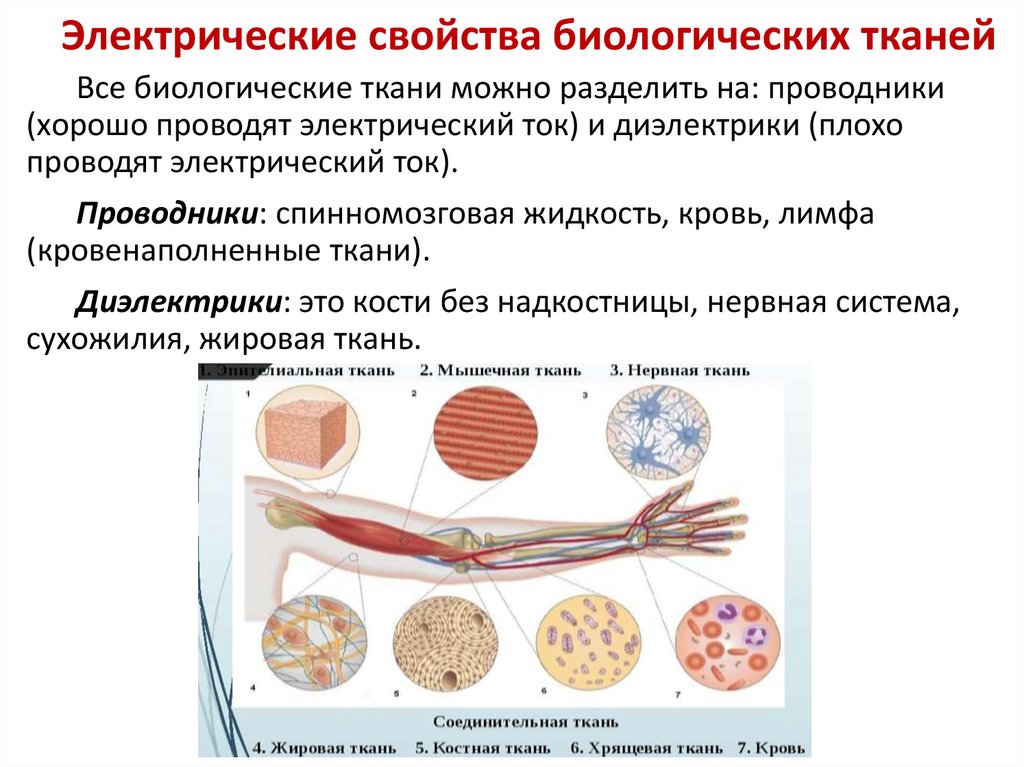 Электрические свойства биологических тканей