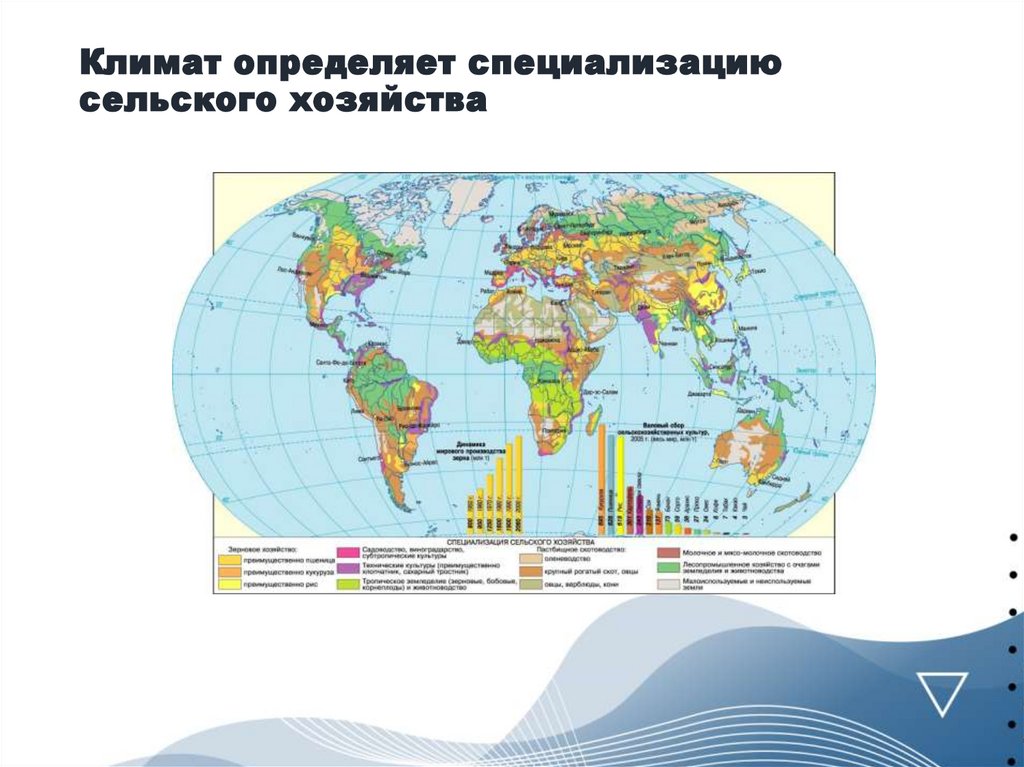 Климат определяет специализацию сельского хозяйства