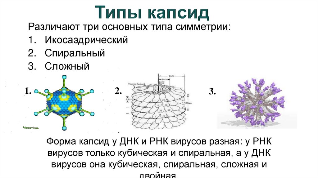 Типы капсид