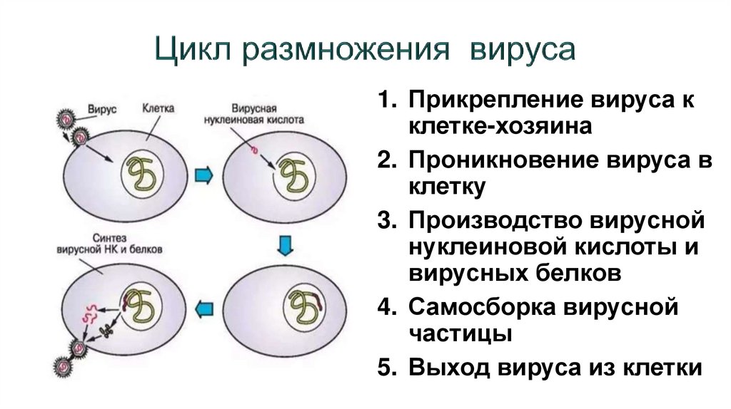 Цикл размножения вируса