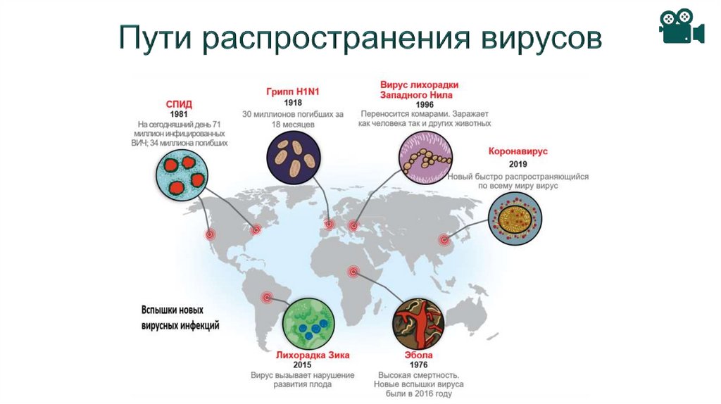 Пути распространения вирусов