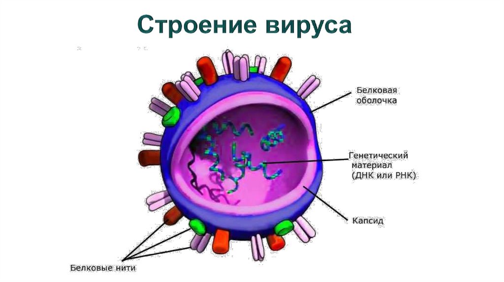 Строение вируса