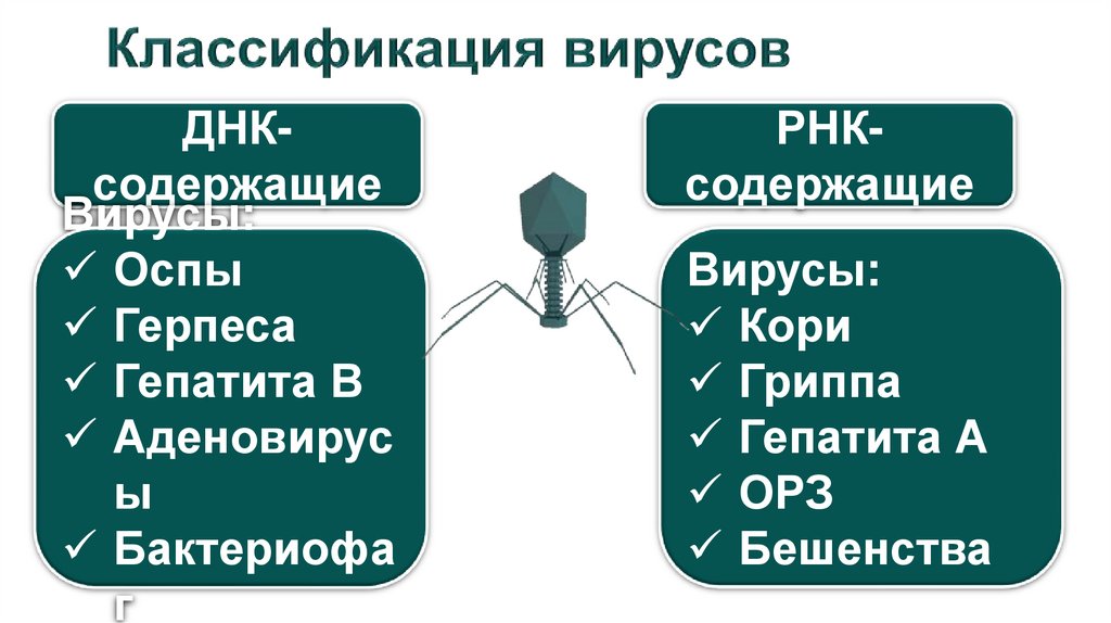 Классификация вирусов