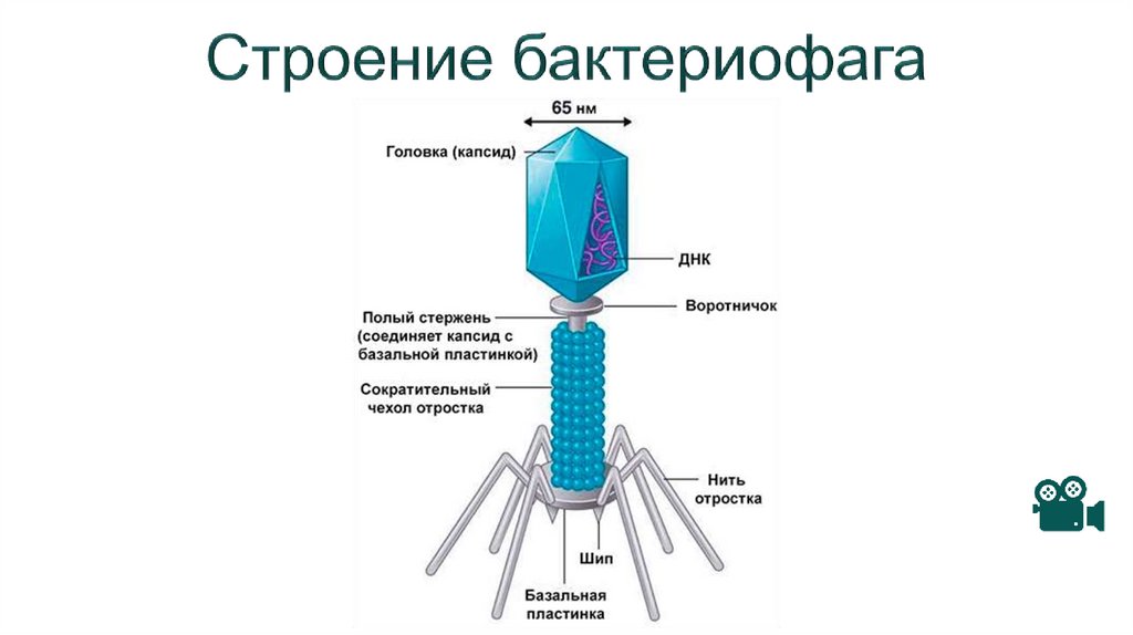 Строение бактериофага