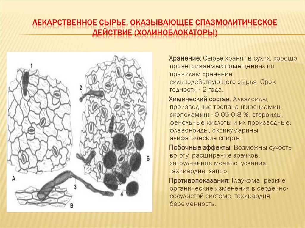 ЛЕКАРСТВЕННОЕ СЫРЬЕ, ОКАЗЫВАЮЩЕЕ СПАЗМОЛИТИЧЕСКОЕ ДЕЙСТВИЕ (ХОЛИНОБЛОКАТОРЫ)