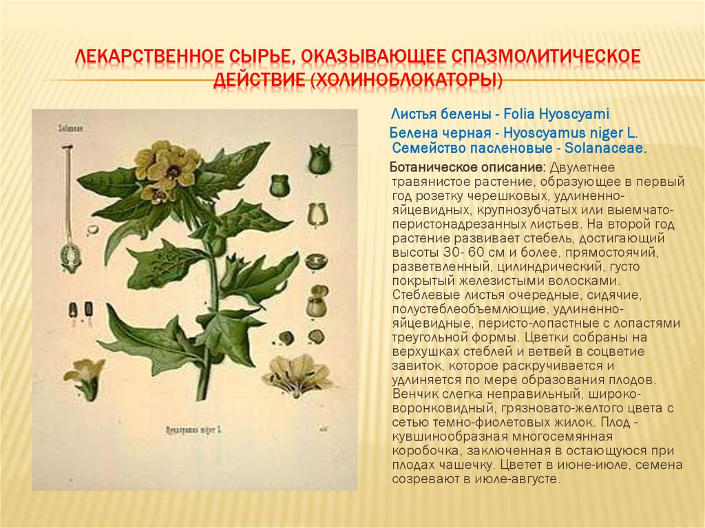 ЛЕКАРСТВЕННОЕ СЫРЬЕ, ОКАЗЫВАЮЩЕЕ СПАЗМОЛИТИЧЕСКОЕ ДЕЙСТВИЕ (ХОЛИНОБЛОКАТОРЫ)