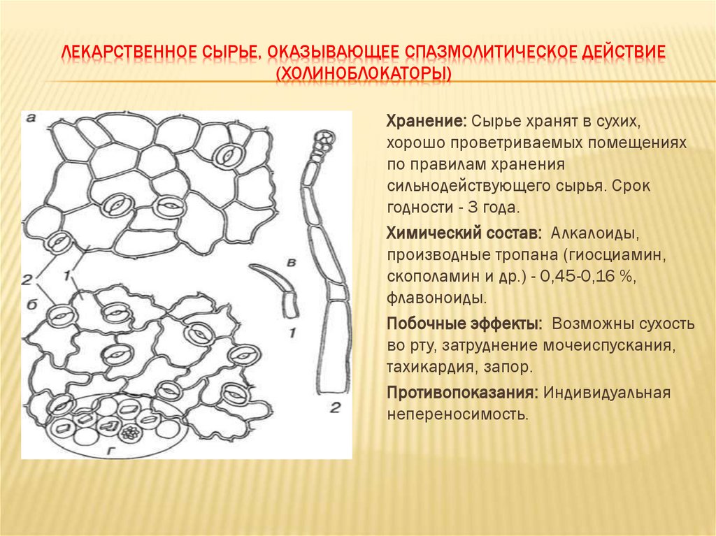 ЛЕКАРСТВЕННОЕ СЫРЬЕ, ОКАЗЫВАЮЩЕЕ СПАЗМОЛИТИЧЕСКОЕ ДЕЙСТВИЕ (ХОЛИНОБЛОКАТОРЫ)