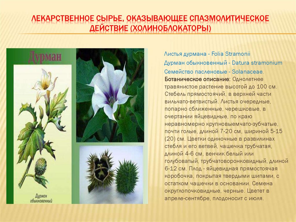 ЛЕКАРСТВЕННОЕ СЫРЬЕ, ОКАЗЫВАЮЩЕЕ СПАЗМОЛИТИЧЕСКОЕ ДЕЙСТВИЕ (ХОЛИНОБЛОКАТОРЫ)