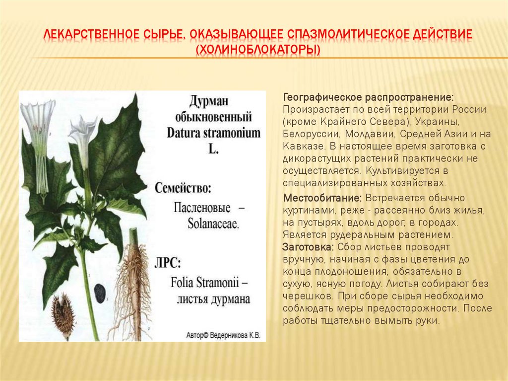ЛЕКАРСТВЕННОЕ СЫРЬЕ, ОКАЗЫВАЮЩЕЕ СПАЗМОЛИТИЧЕСКОЕ ДЕЙСТВИЕ (ХОЛИНОБЛОКАТОРЫ)