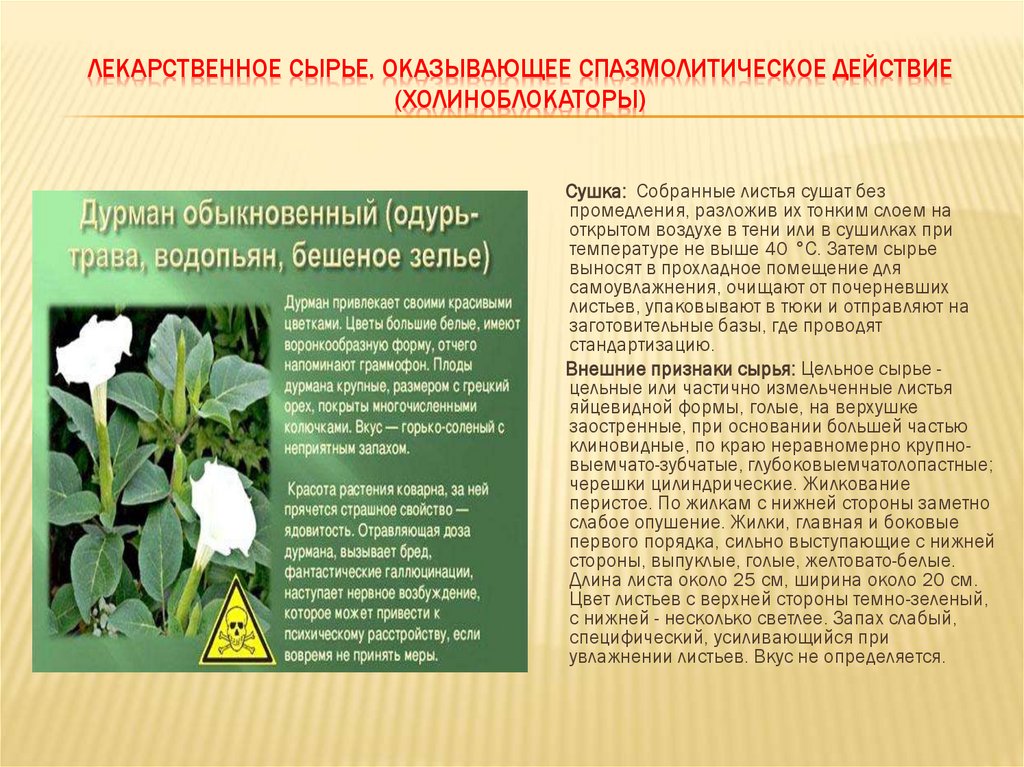 ЛЕКАРСТВЕННОЕ СЫРЬЕ, ОКАЗЫВАЮЩЕЕ СПАЗМОЛИТИЧЕСКОЕ ДЕЙСТВИЕ (ХОЛИНОБЛОКАТОРЫ)