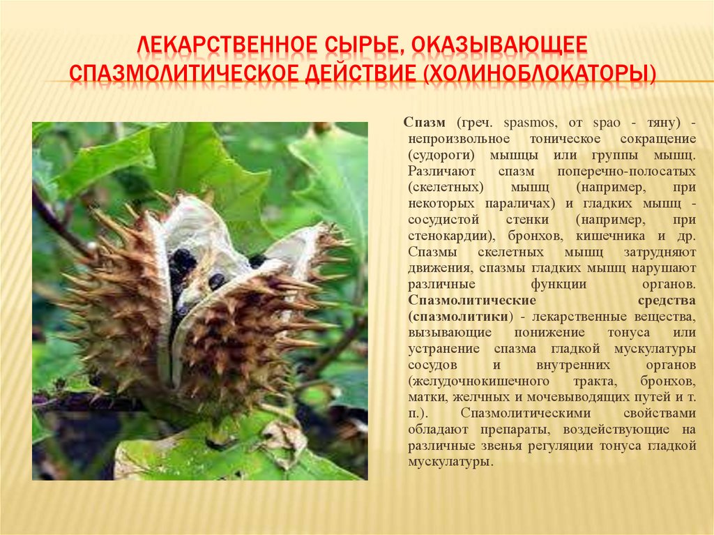 ЛЕКАРСТВЕННОЕ СЫРЬЕ, ОКАЗЫВАЮЩЕЕ СПАЗМОЛИТИЧЕСКОЕ ДЕЙСТВИЕ (ХОЛИНОБЛОКАТОРЫ)