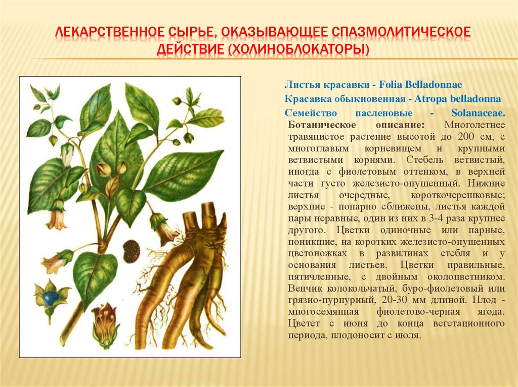 ЛЕКАРСТВЕННОЕ СЫРЬЕ, ОКАЗЫВАЮЩЕЕ СПАЗМОЛИТИЧЕСКОЕ ДЕЙСТВИЕ (ХОЛИНОБЛОКАТОРЫ)