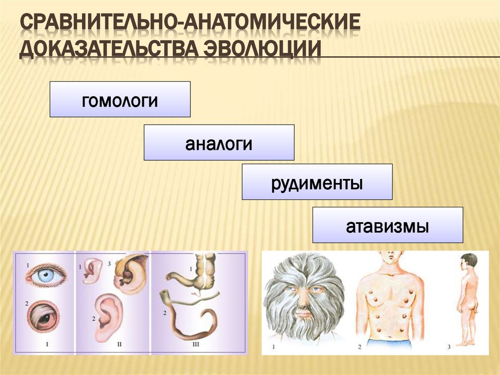 Сравнительно-анатомические Доказательства эволюции