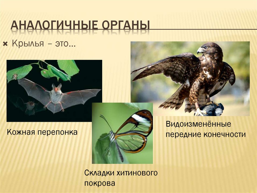 Аналогичные органы