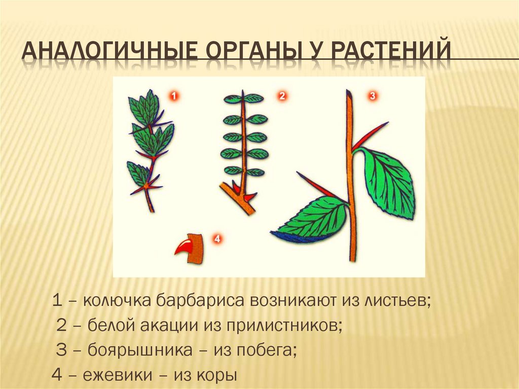 Аналогичные органы у растений