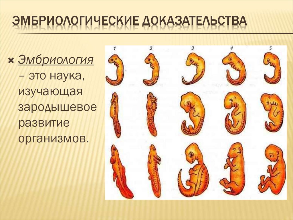 Эмбриологические доказательства