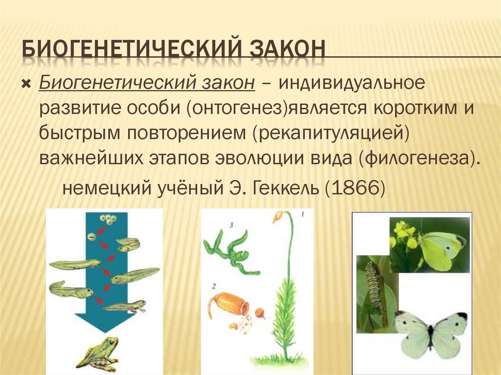 Биогенетический закон