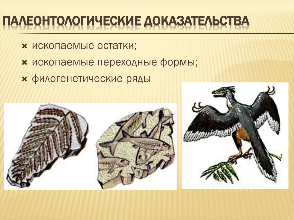 Палеонтологические Доказательства