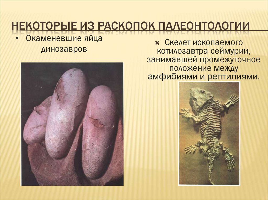 Некоторые из раскопок палеонтологии