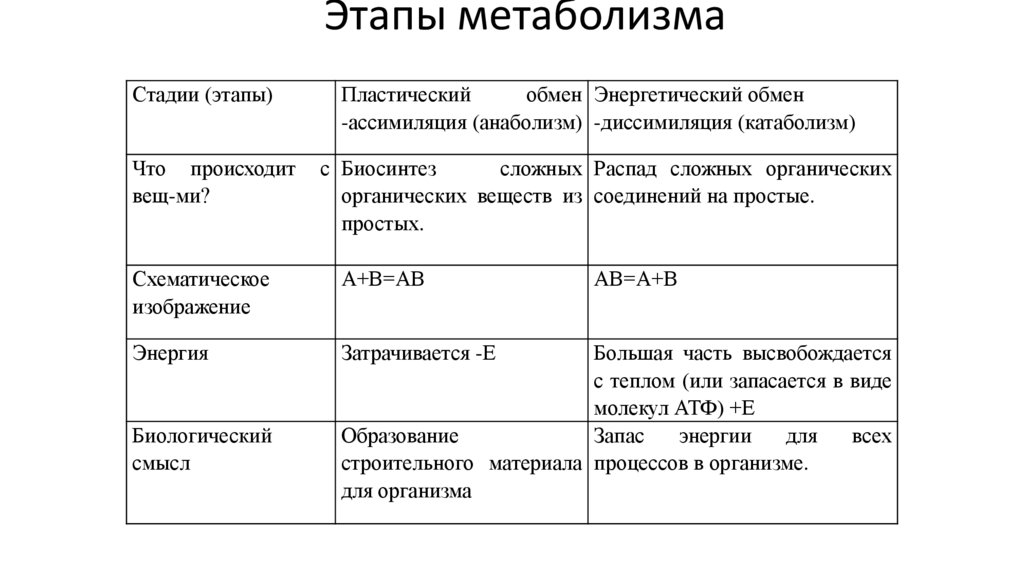 Этапы метаболизма