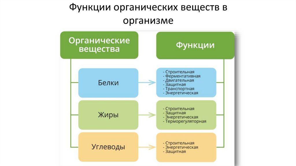 Функции органических веществ в организме