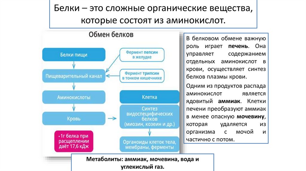 Белки – это сложные органические вещества, которые состоят из аминокислот.