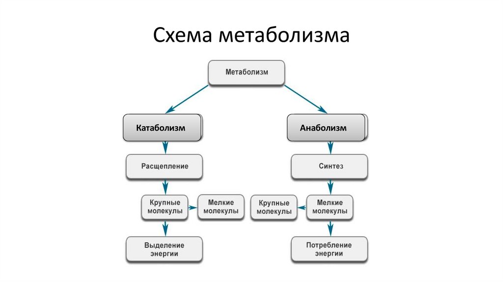 Схема метаболизма