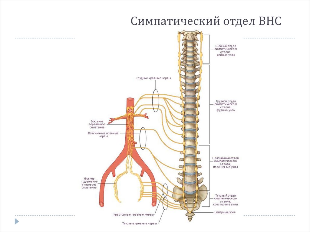 Симпатический отдел ВНС