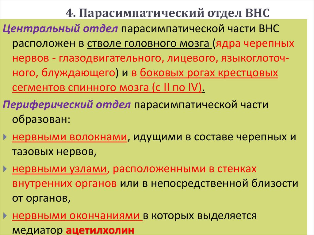 4. Парасимпатический отдел ВНС