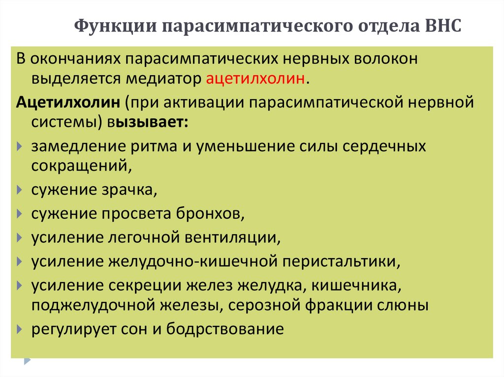 Функции парасимпатического отдела ВНС