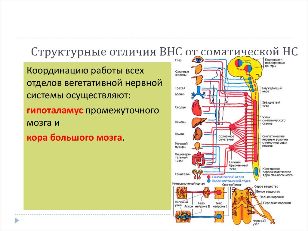 Структурные отличия ВНС от соматической НС